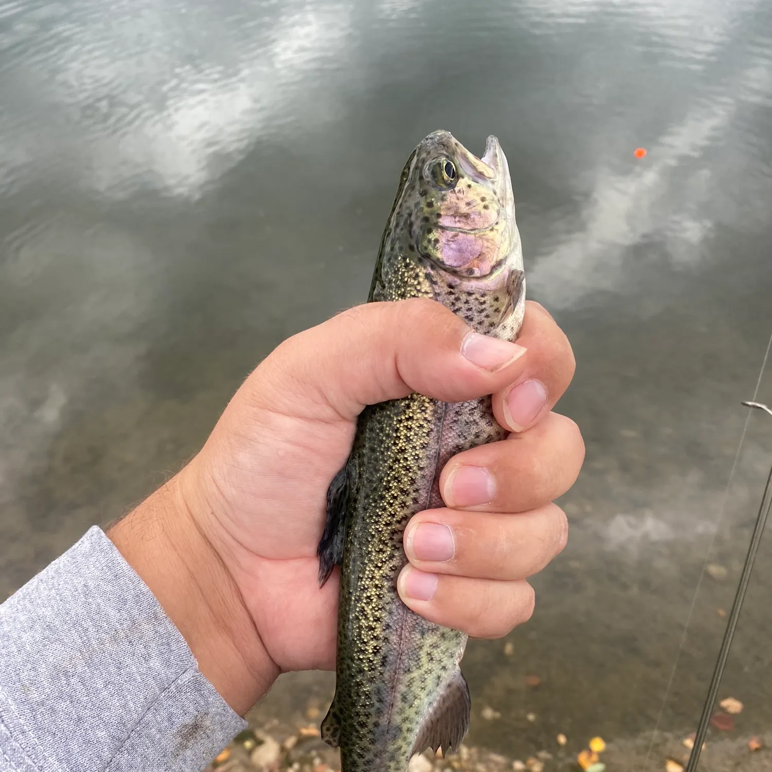 Rainbow trout caught on Fishbrain