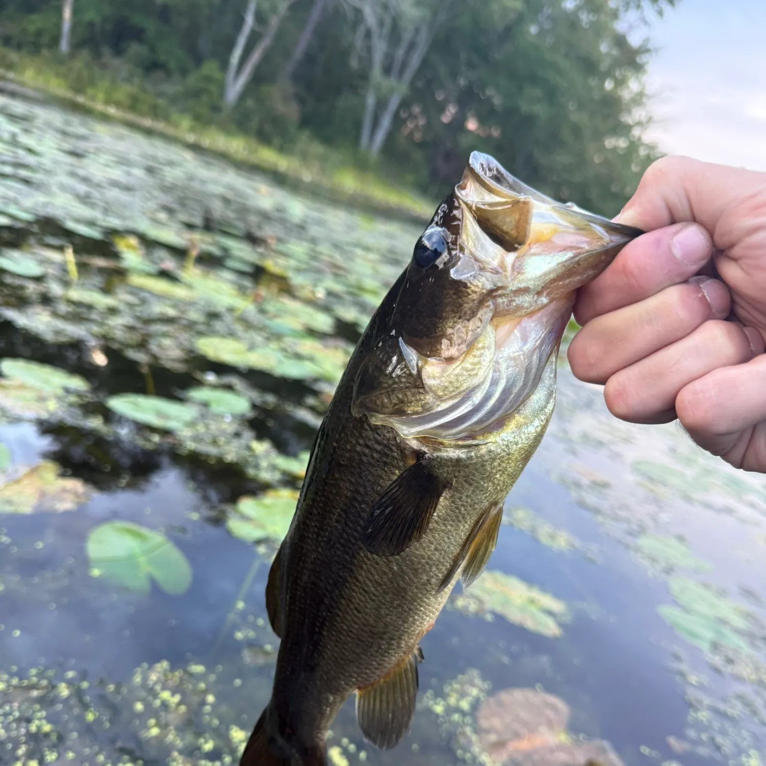 Largemouth bass caught on Fishbrain