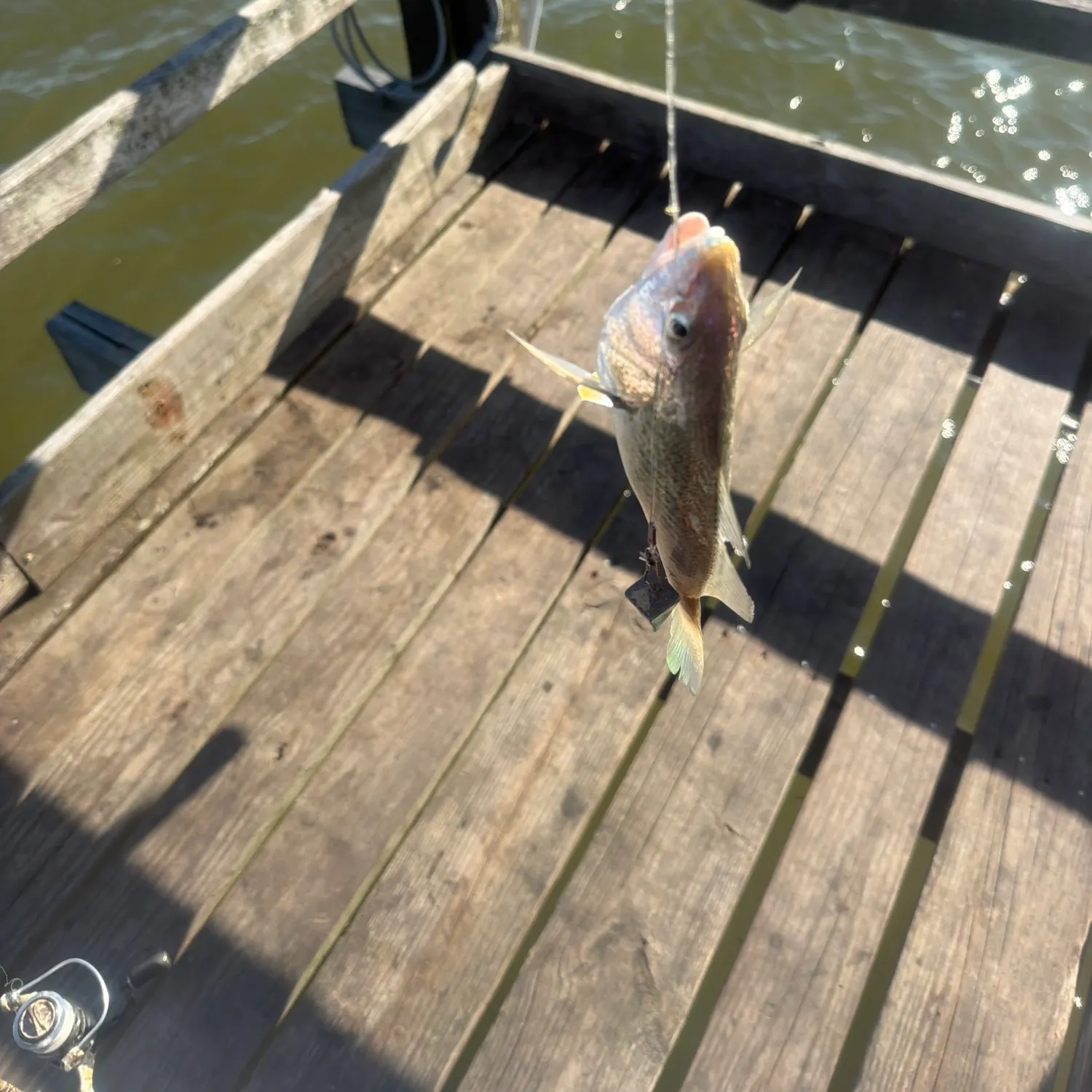 The most recent Yellowfin croaker catches on Fishbrain