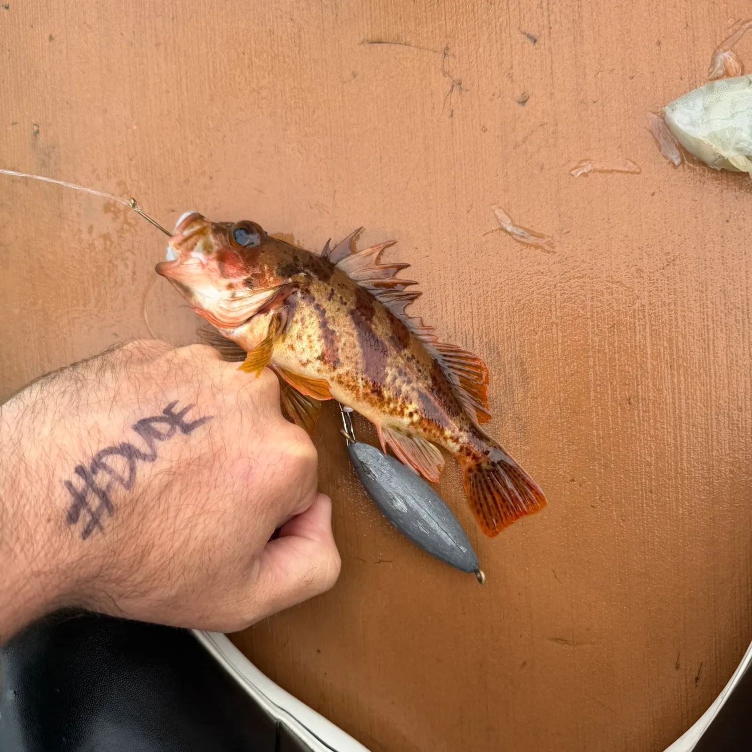 The most recent Calico rockfish catches on Fishbrain