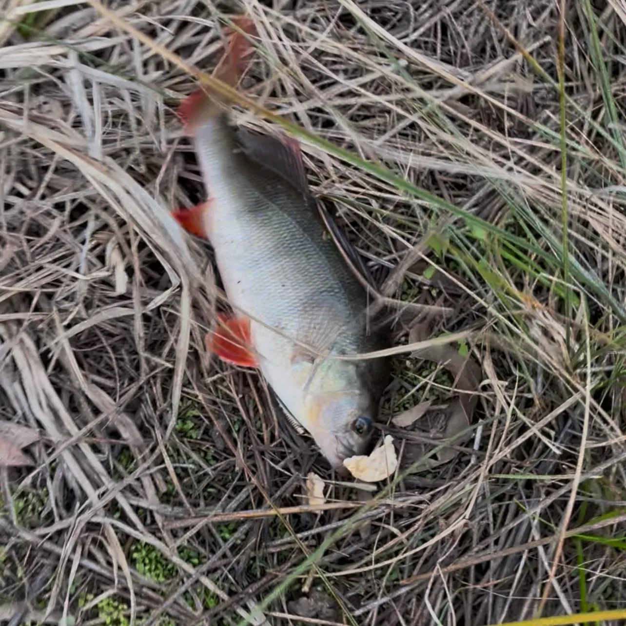 The most recent European perch catches on Fishbrain