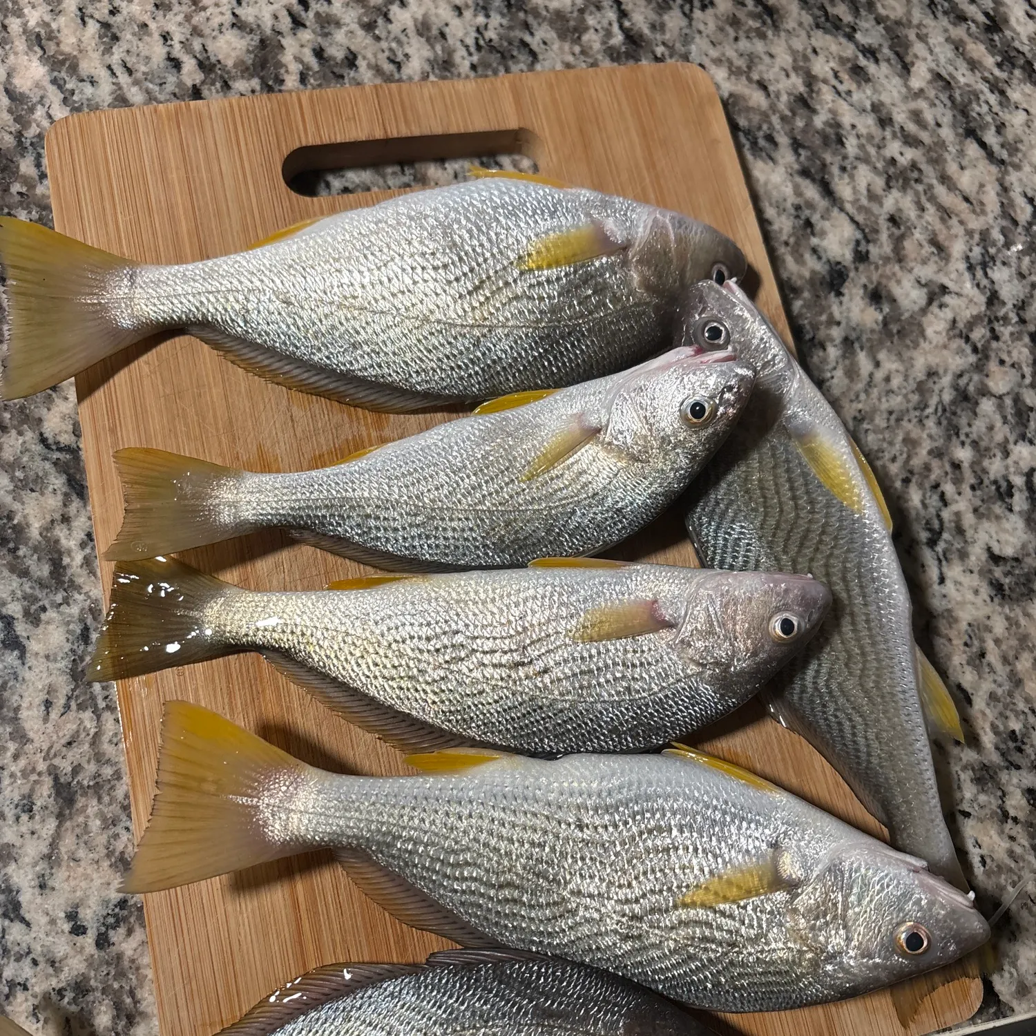 Yellowfin croaker caught on Fishbrain