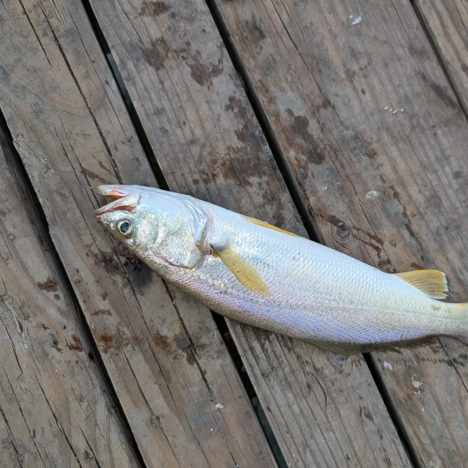 The most recent Jamaica weakfish catches on Fishbrain