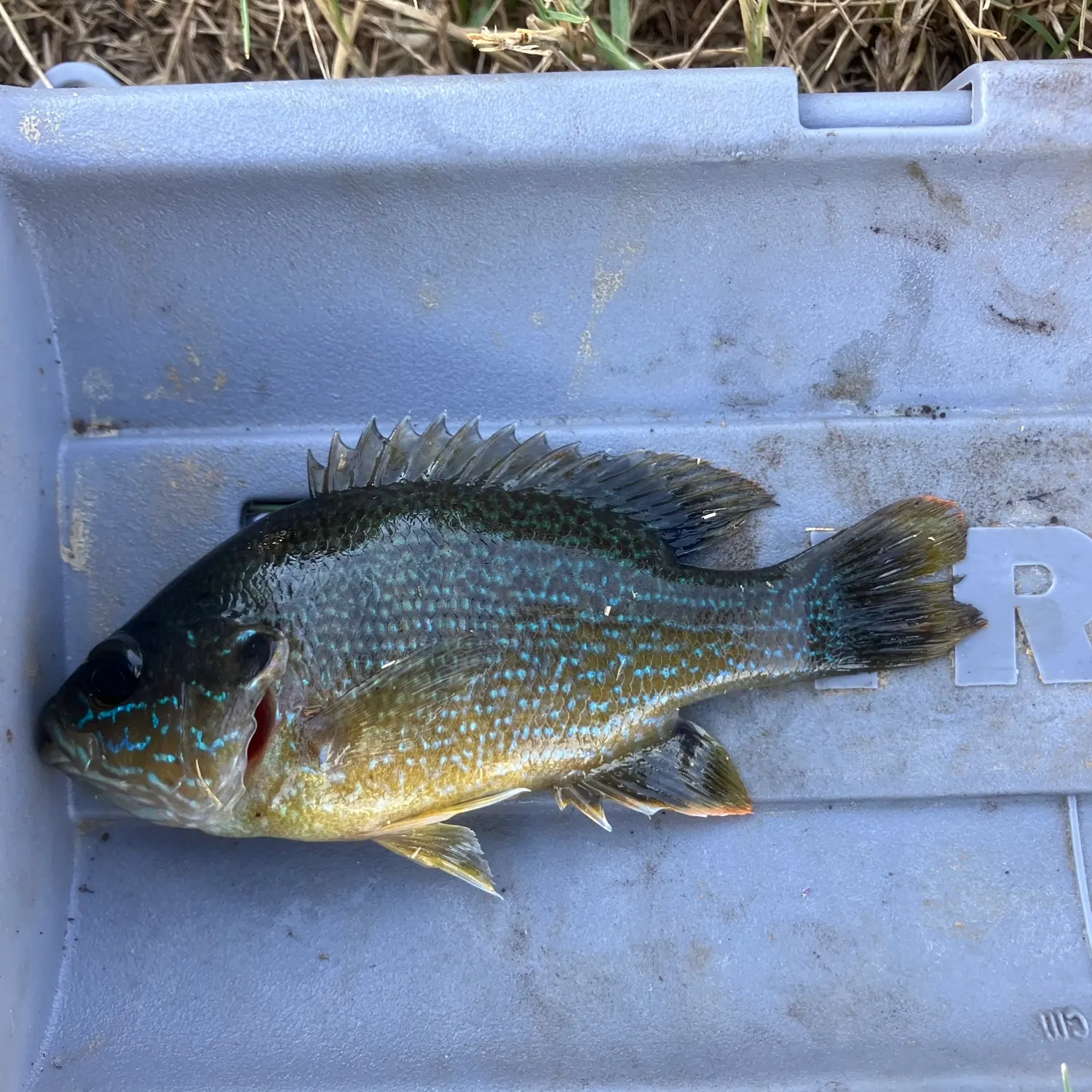 Green sunfish caught on Fishbrain