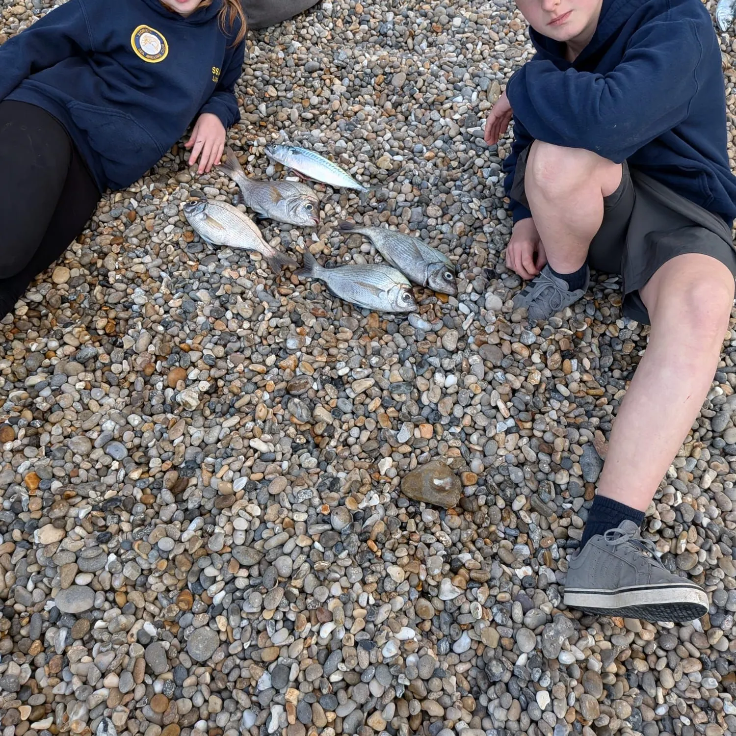 The most recent Black seabream catches on Fishbrain