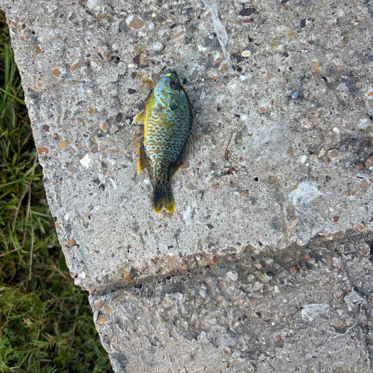 Bluegill caught on Fishbrain