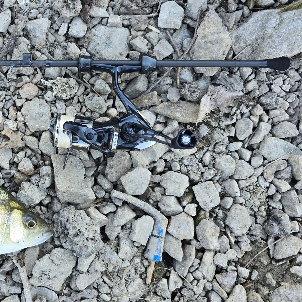 White bass caught on Fishbrain