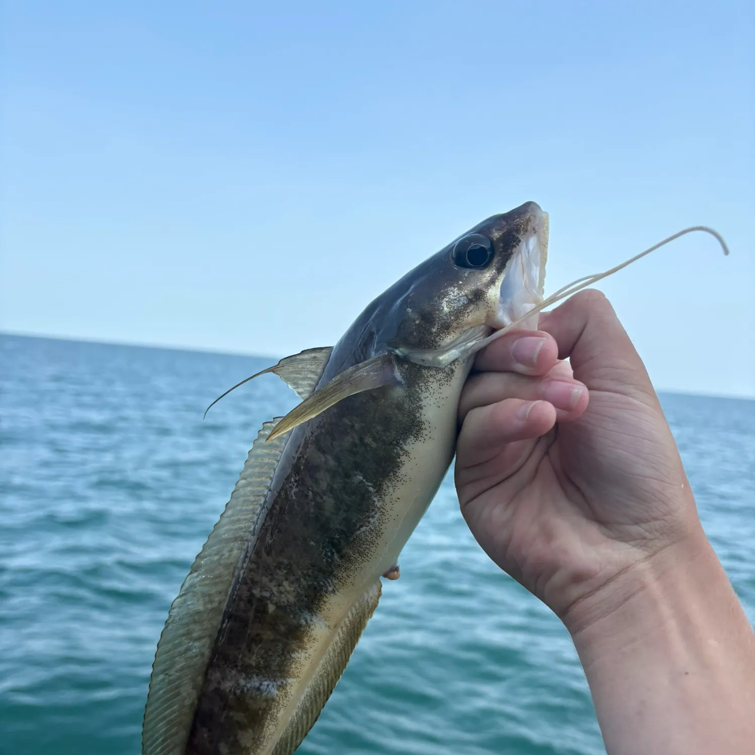 The most recent Red hake catches on Fishbrain