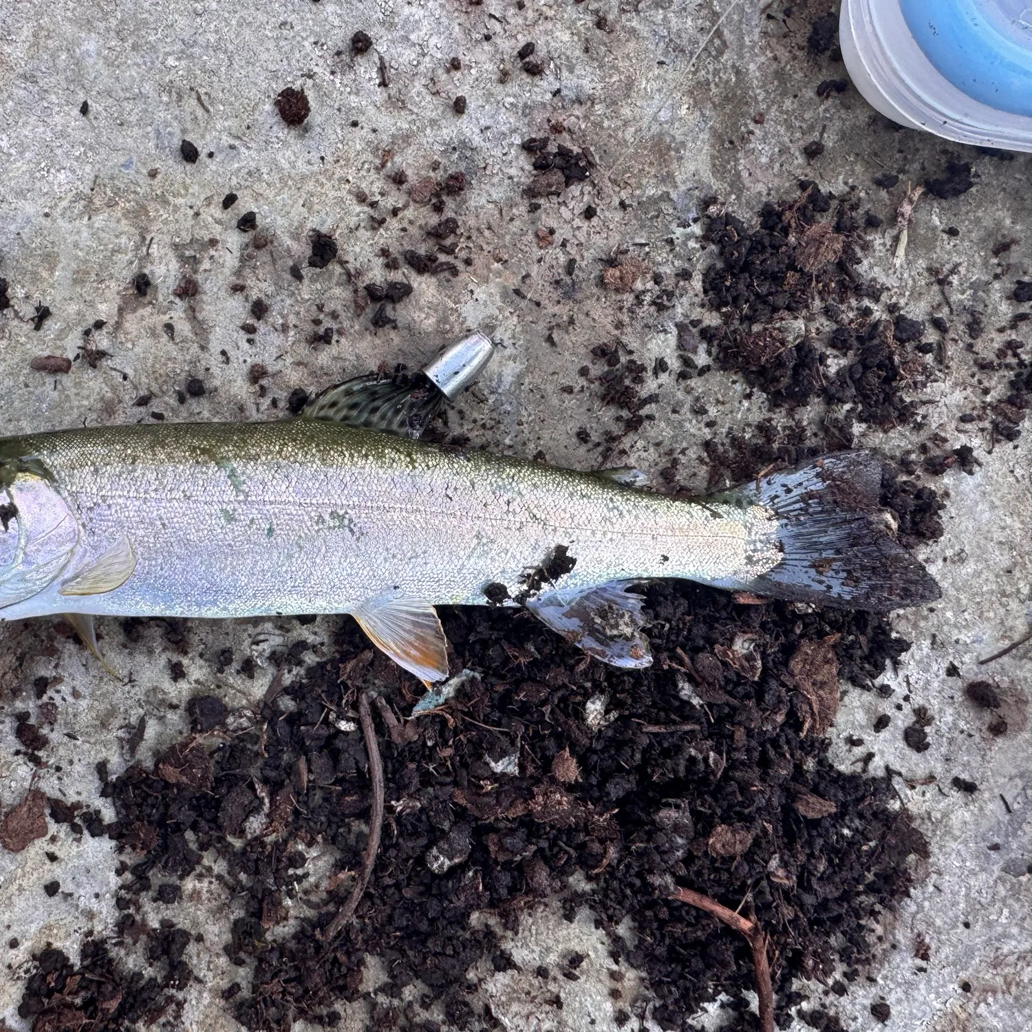 Steelhead caught on Fishbrain