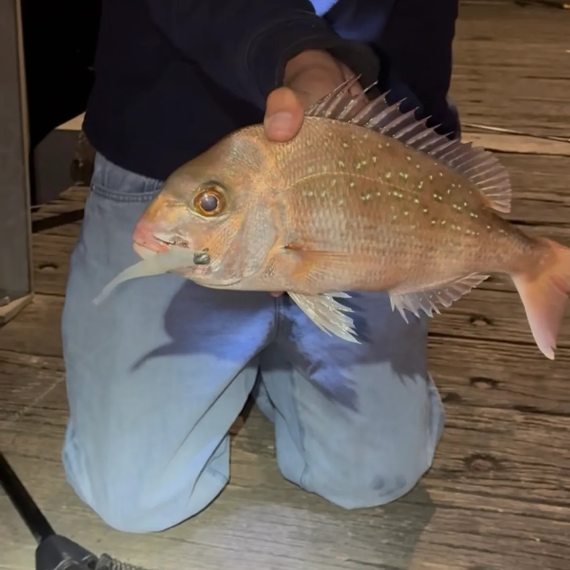 Australasian snapper caught on Fishbrain