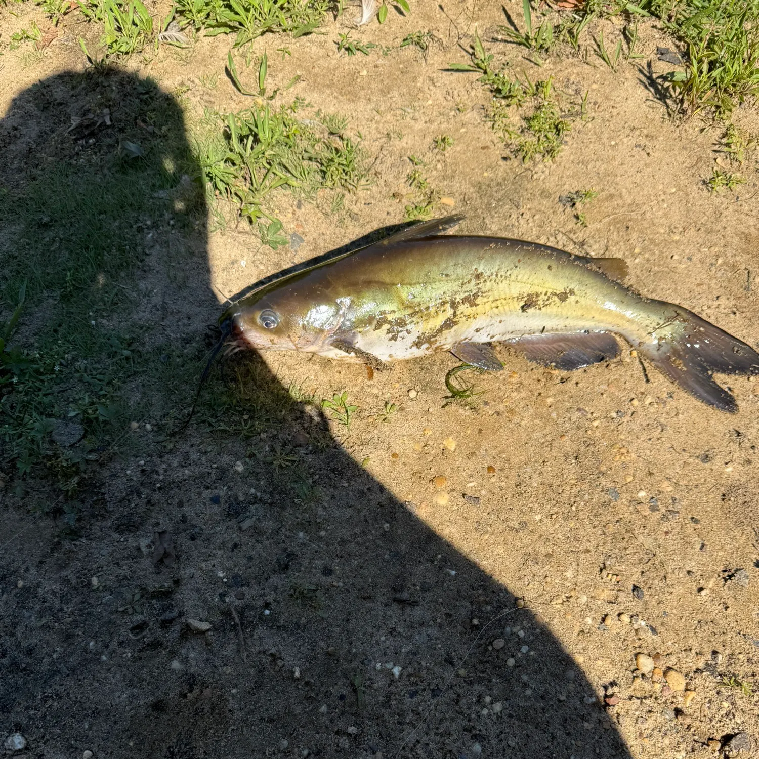 Channel catfish caught on Fishbrain