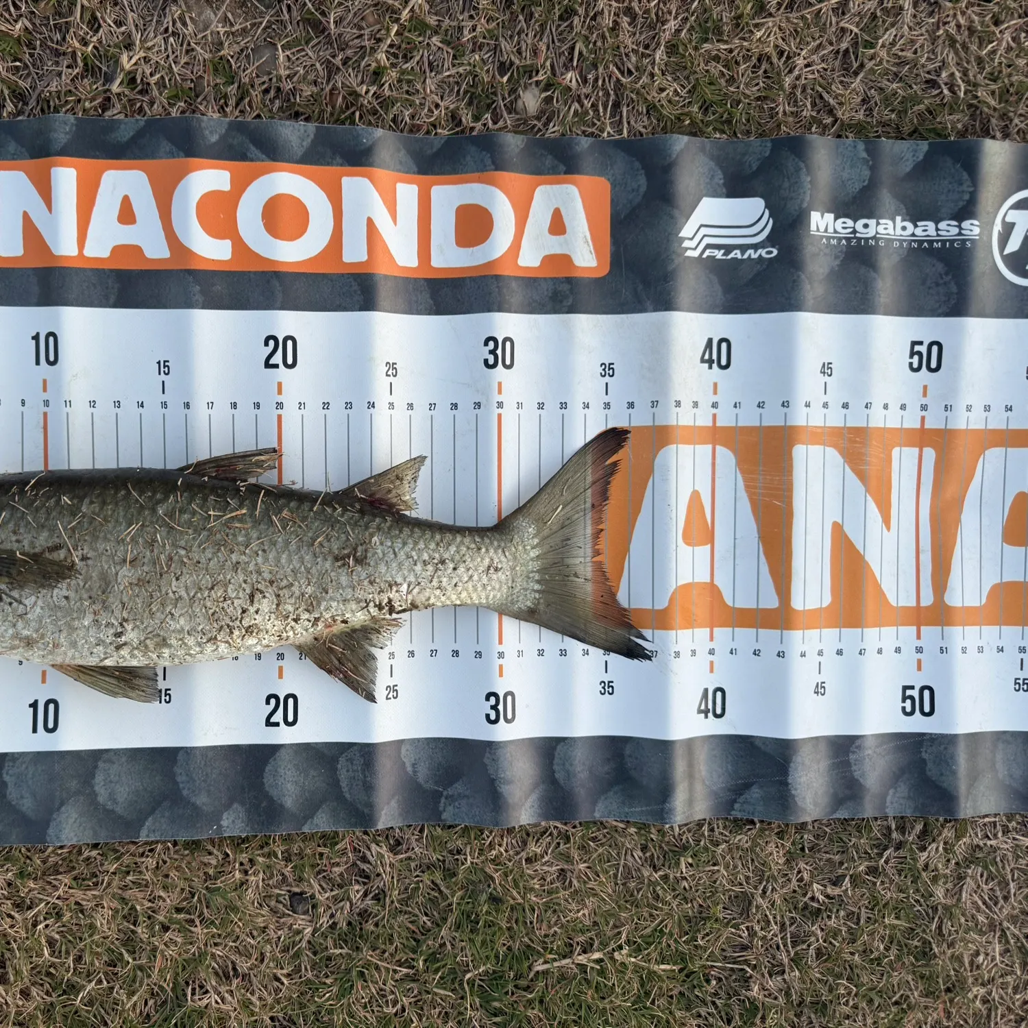The most recent Largescale mullet catches on Fishbrain