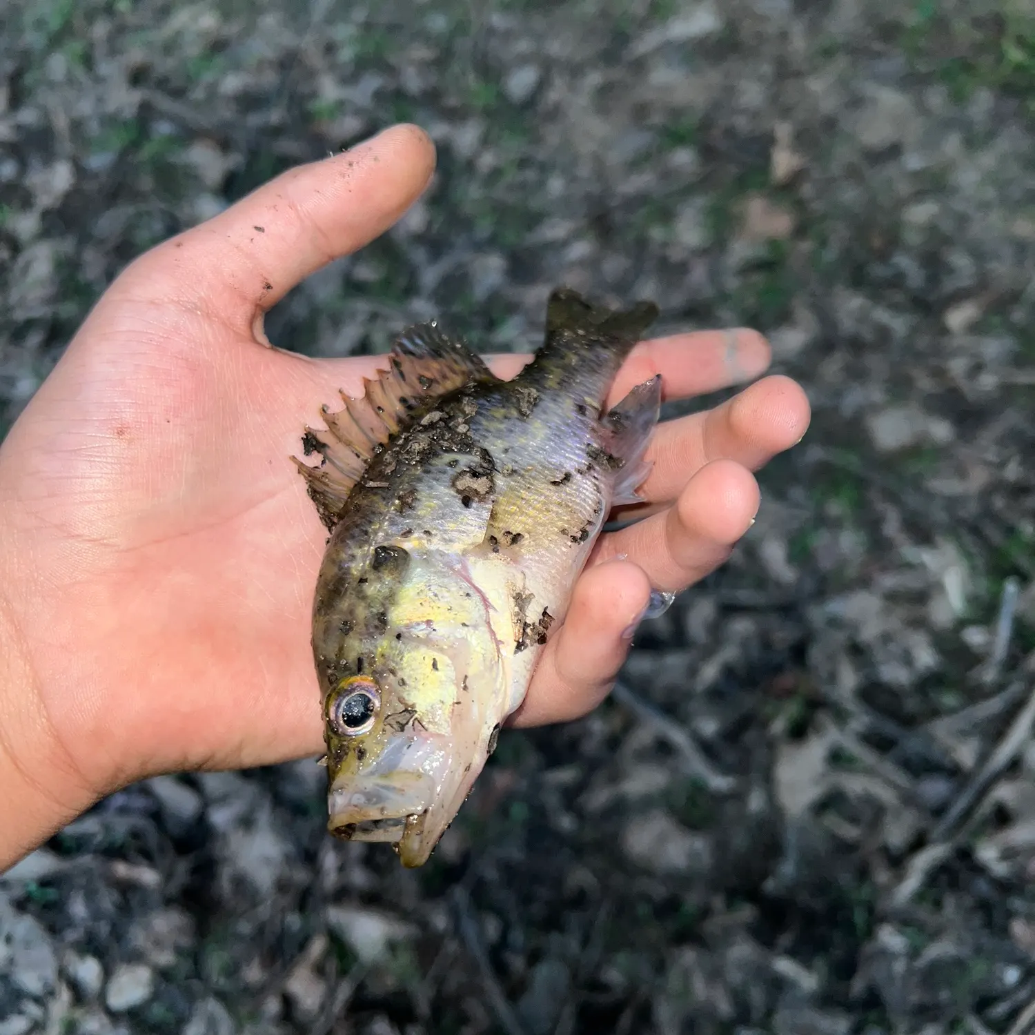 Warmouth caught on Fishbrain