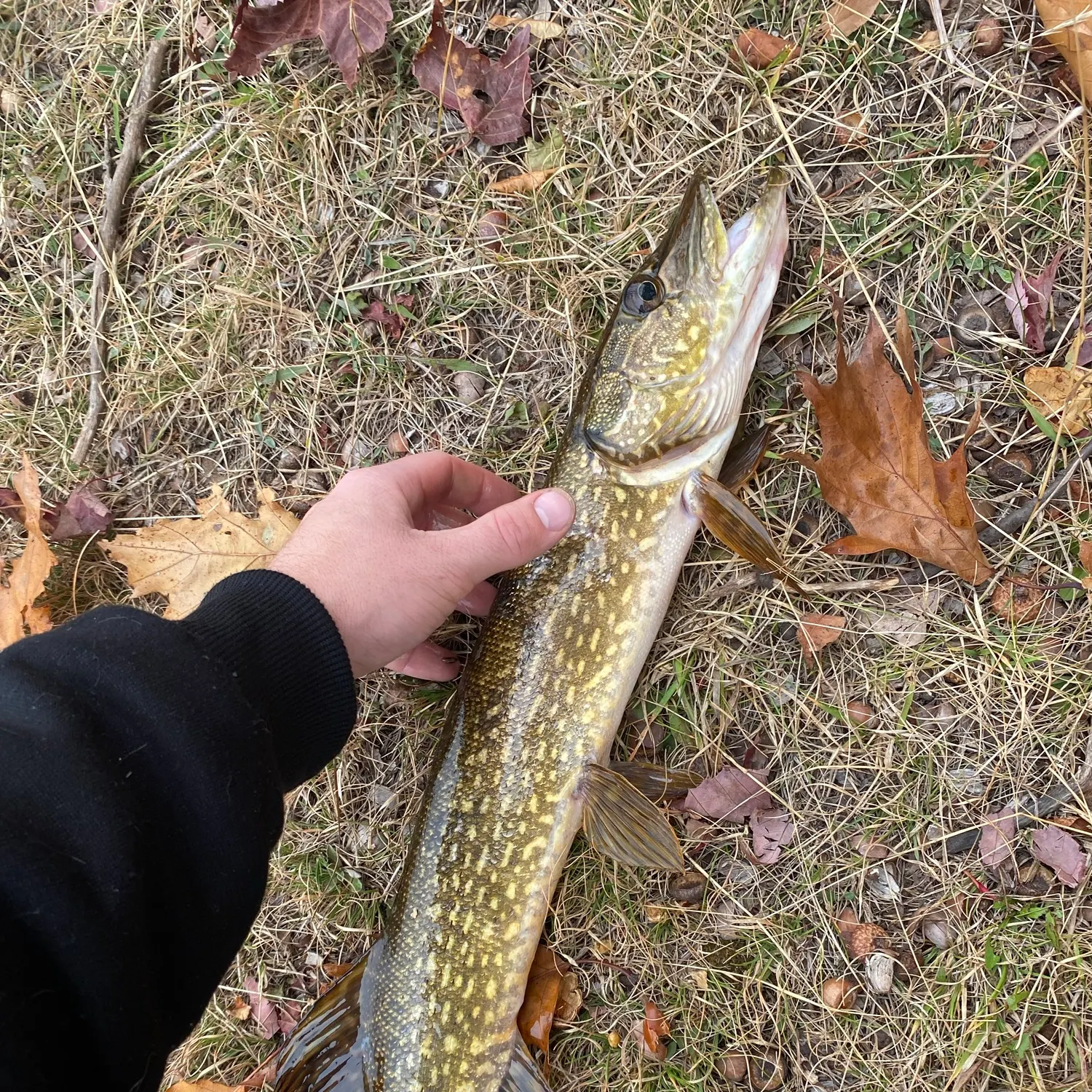 Northern pike caught on Fishbrain