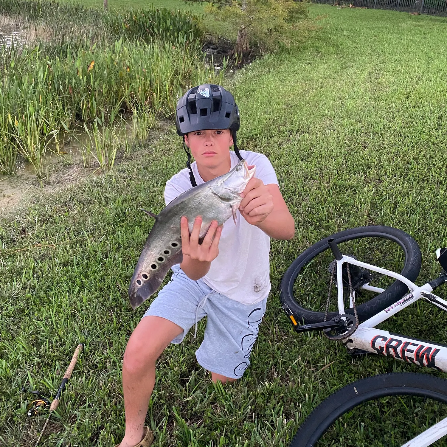 The most recent Clown knifefish catches on Fishbrain