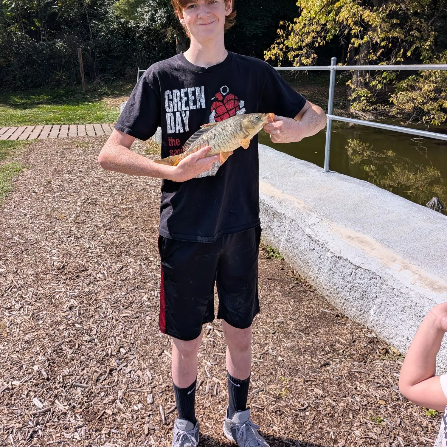 Mirror carp caught on Fishbrain