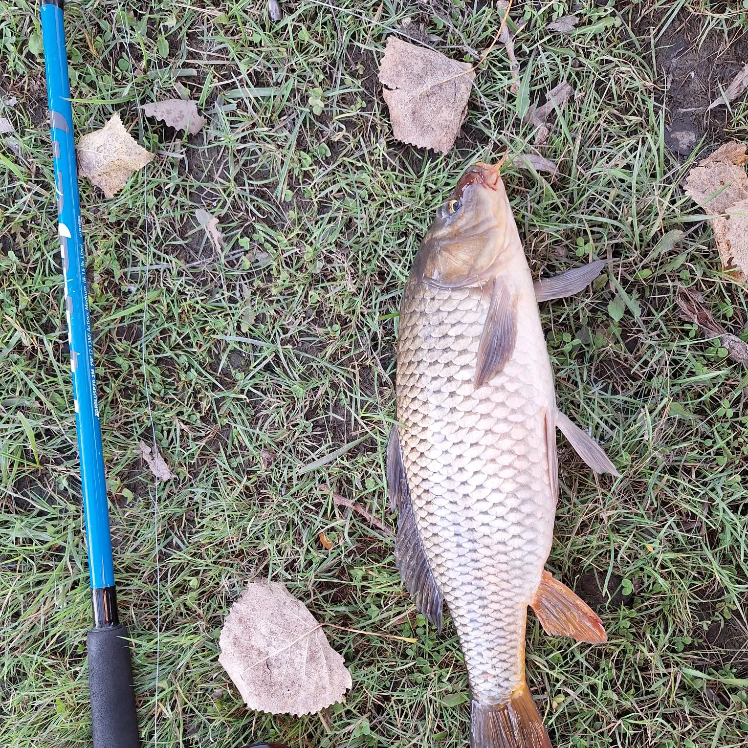 Common carp caught on Fishbrain