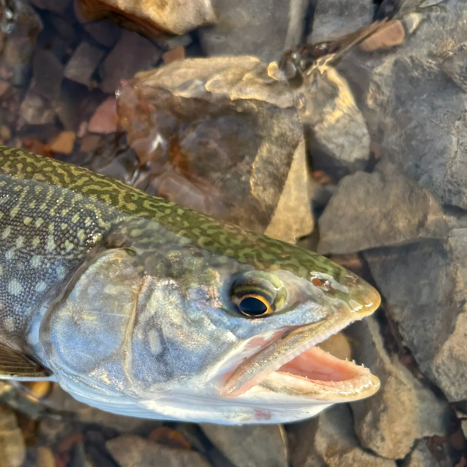 The most recent Splake catches on Fishbrain