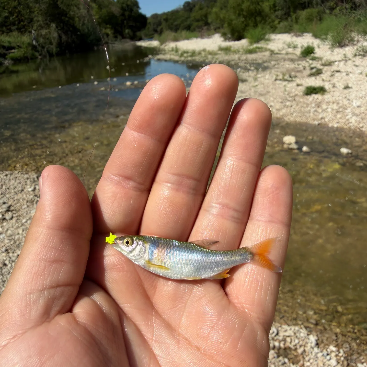 The most recent Red shiner catches on Fishbrain