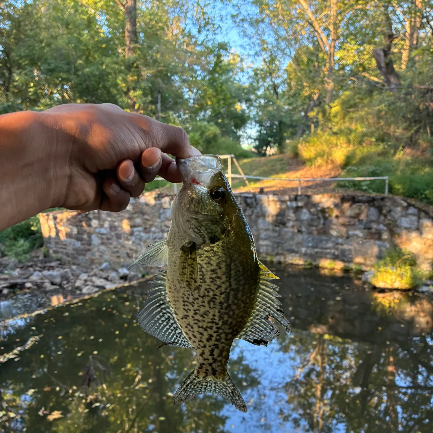 Black crappie caught on Fishbrain