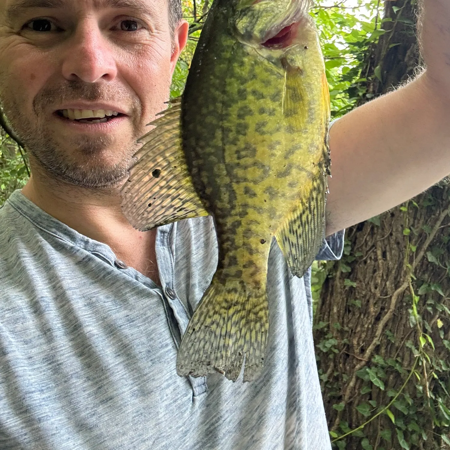 Black crappie caught on Fishbrain