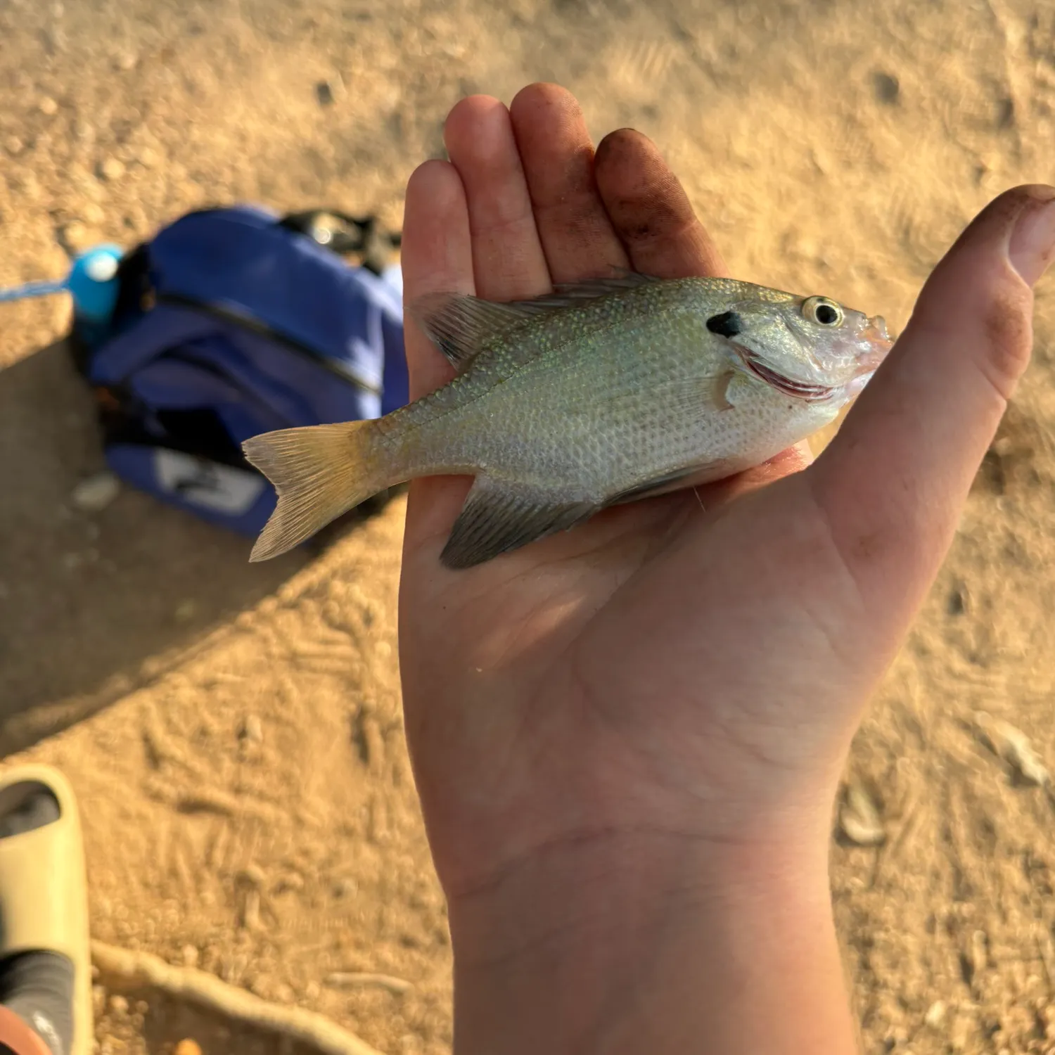 Bluegill caught on Fishbrain