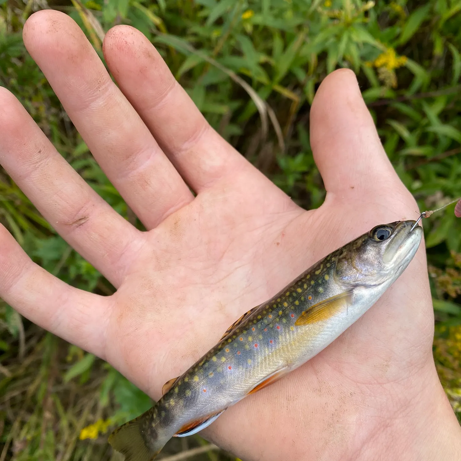 Brook trout caught on Fishbrain
