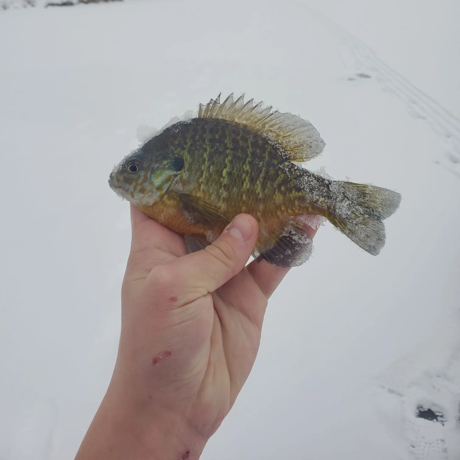 The most recent Pumpkingill hybrid catches on Fishbrain