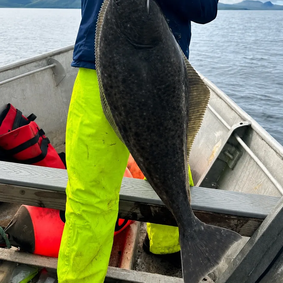 The most recent Pacific halibut catches on Fishbrain