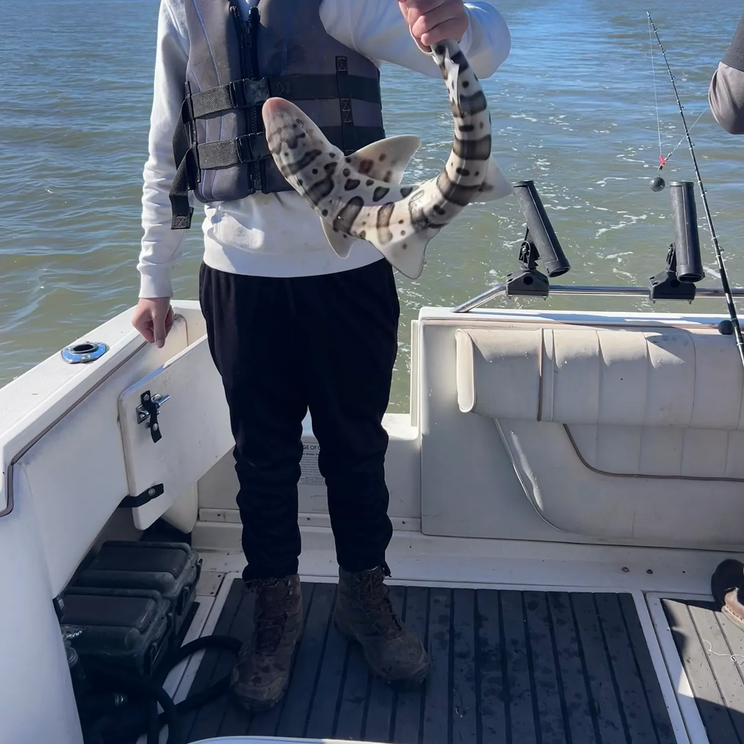 The most recent Leopard shark catches on Fishbrain