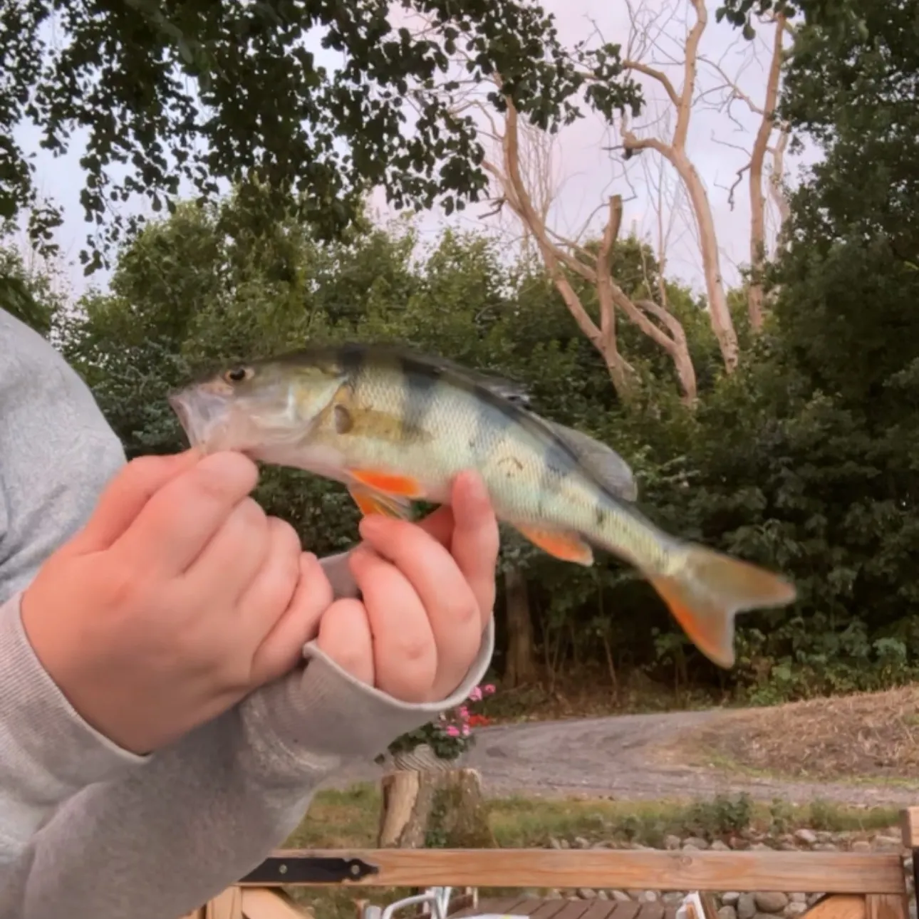 European perch caught on Fishbrain