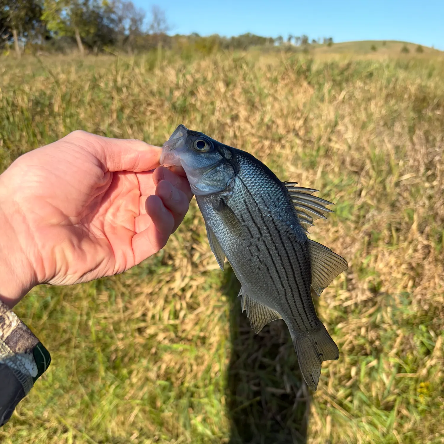 White bass caught on Fishbrain