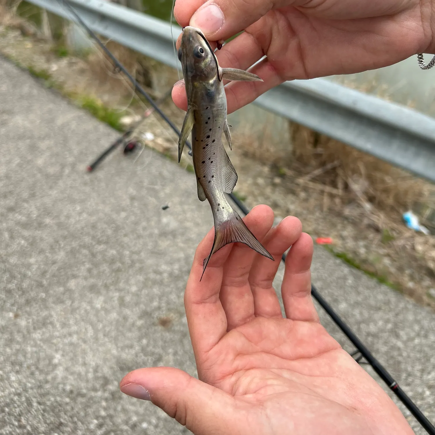 Channel catfish caught on Fishbrain