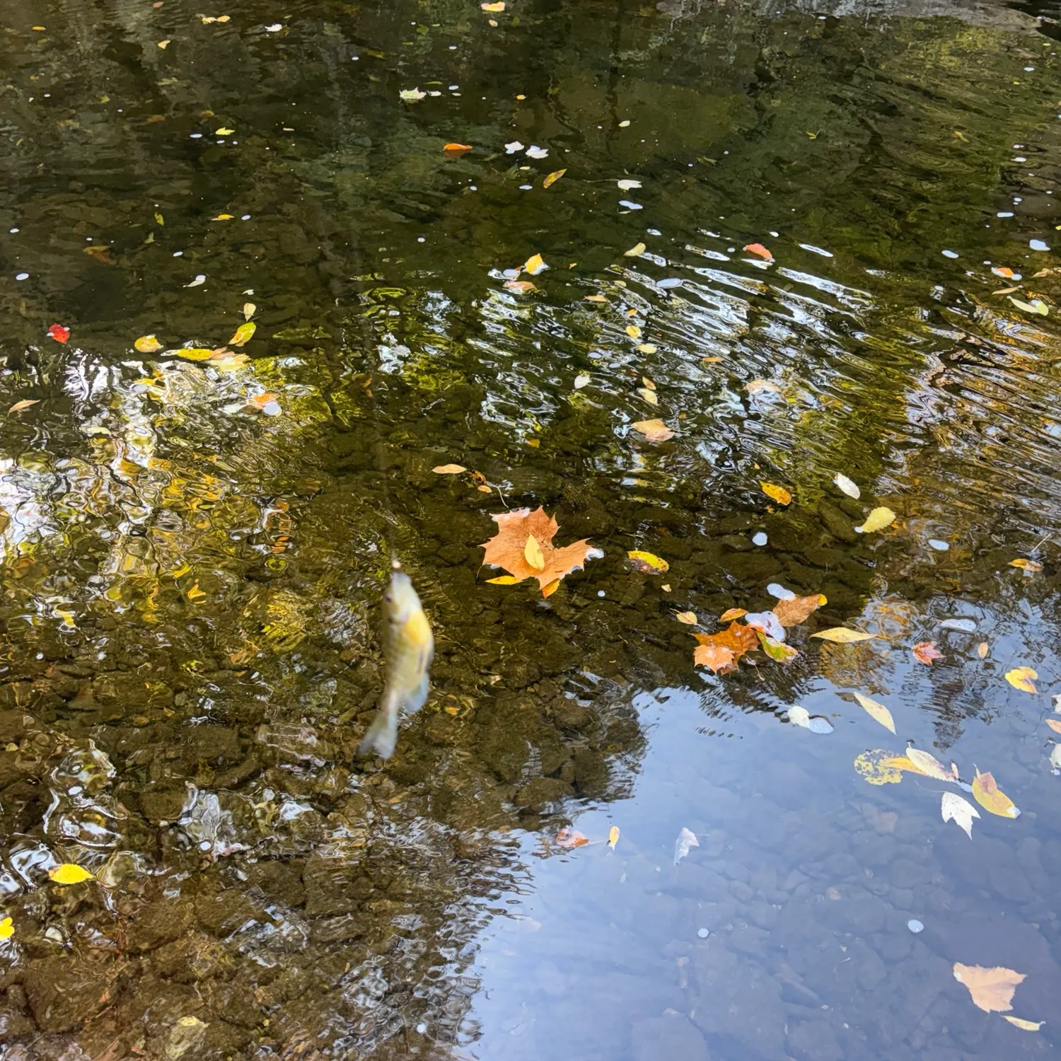 Bluegill caught on Fishbrain