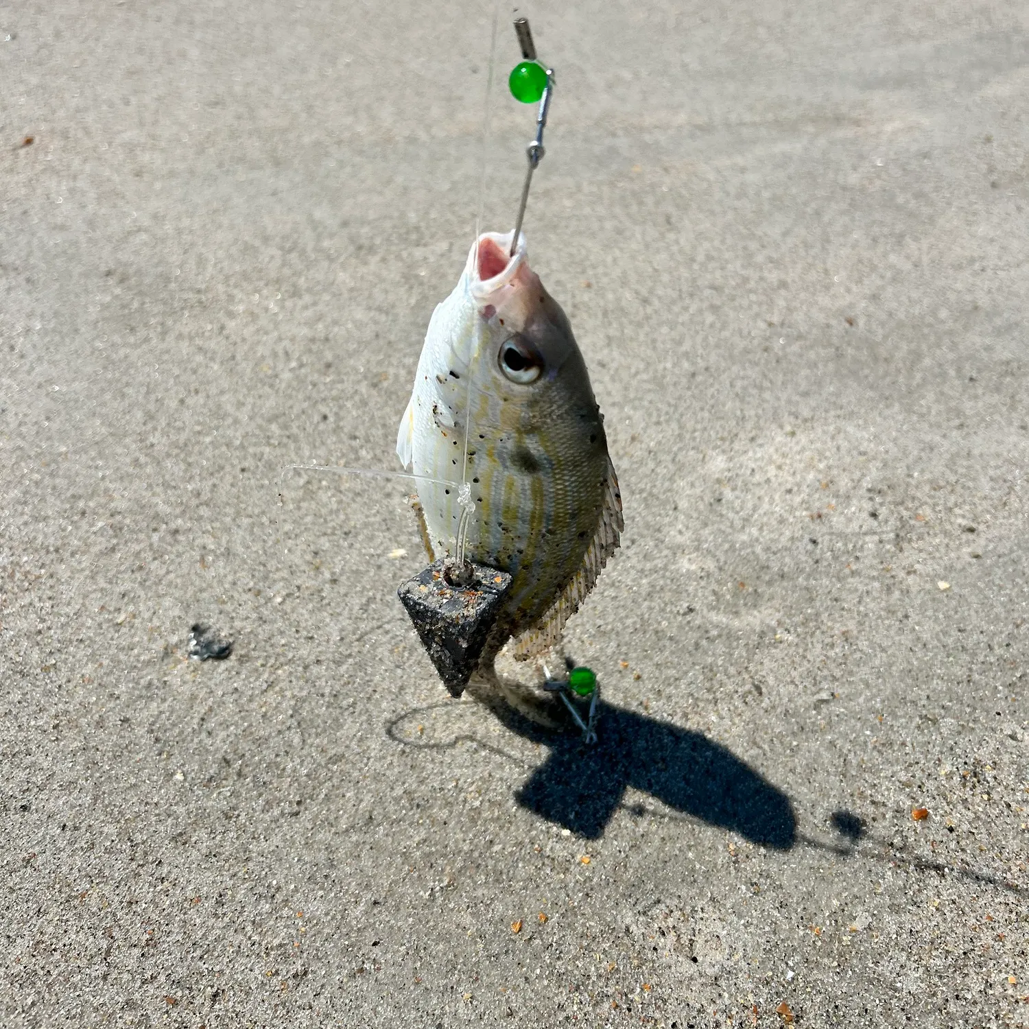 Pinfish caught on Fishbrain