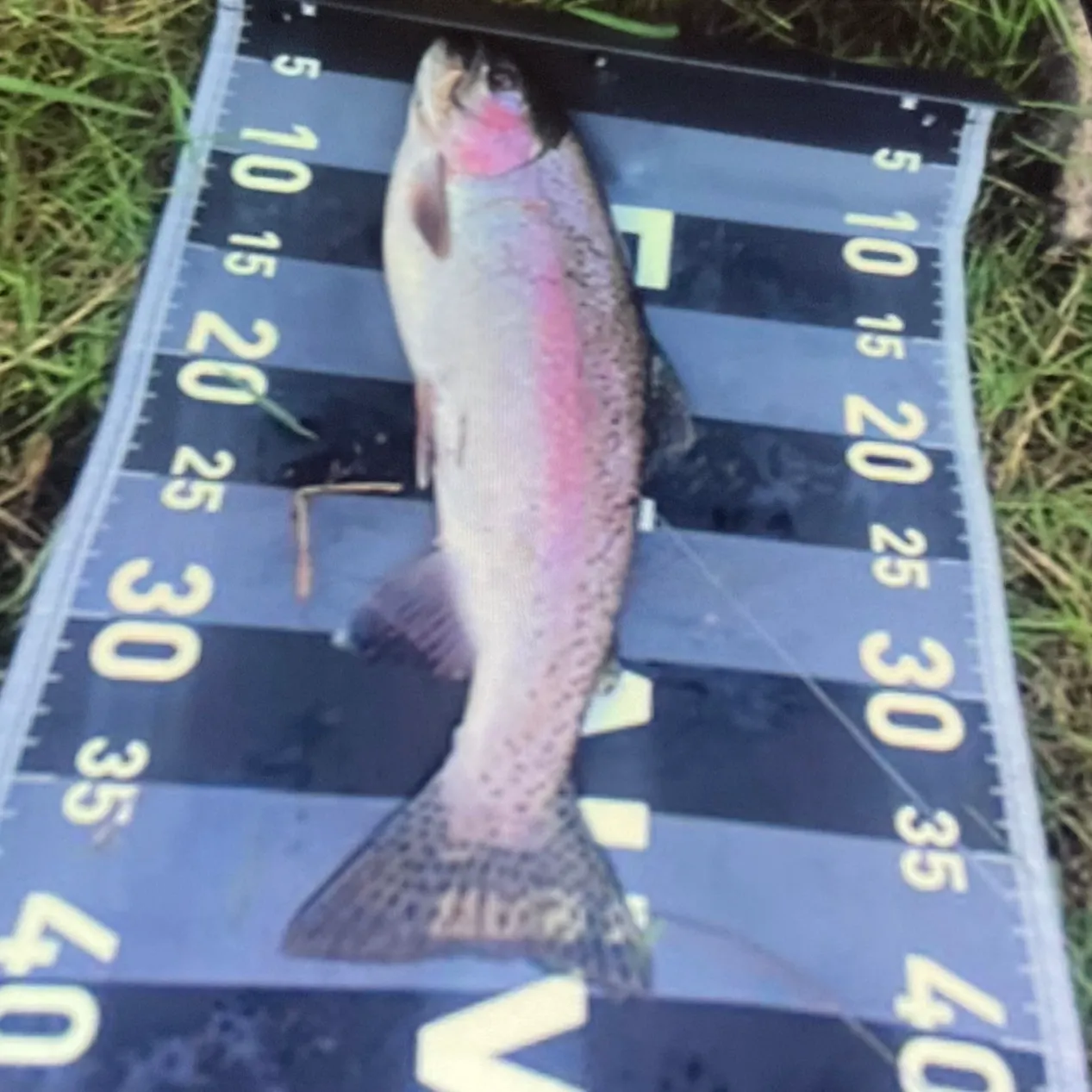 Rainbow trout caught on Fishbrain