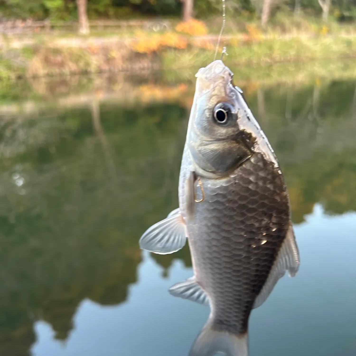 The most recent Japanese white crucian carp catches on Fishbrain