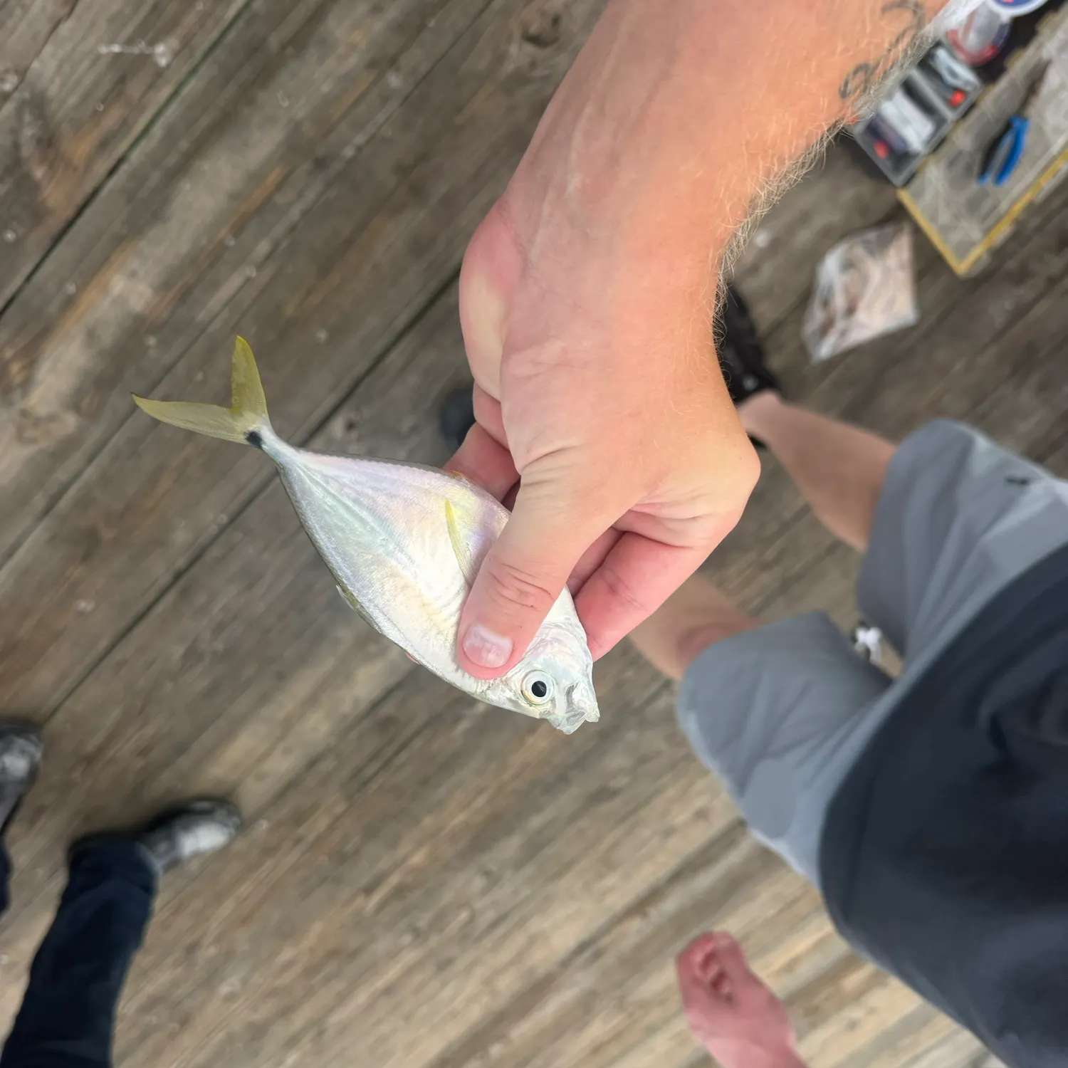 Leatherjack caught on Fishbrain
