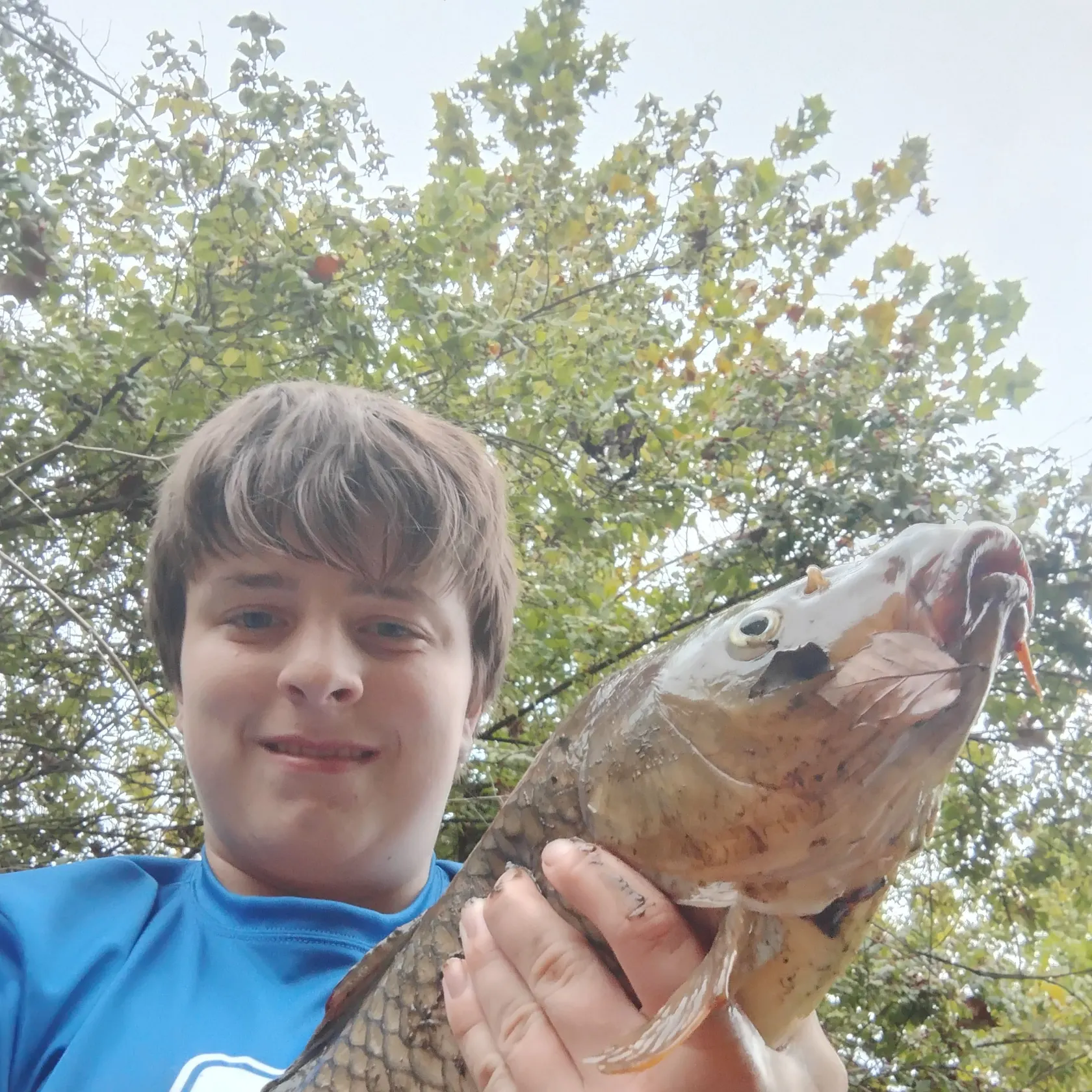 Common carp caught on Fishbrain