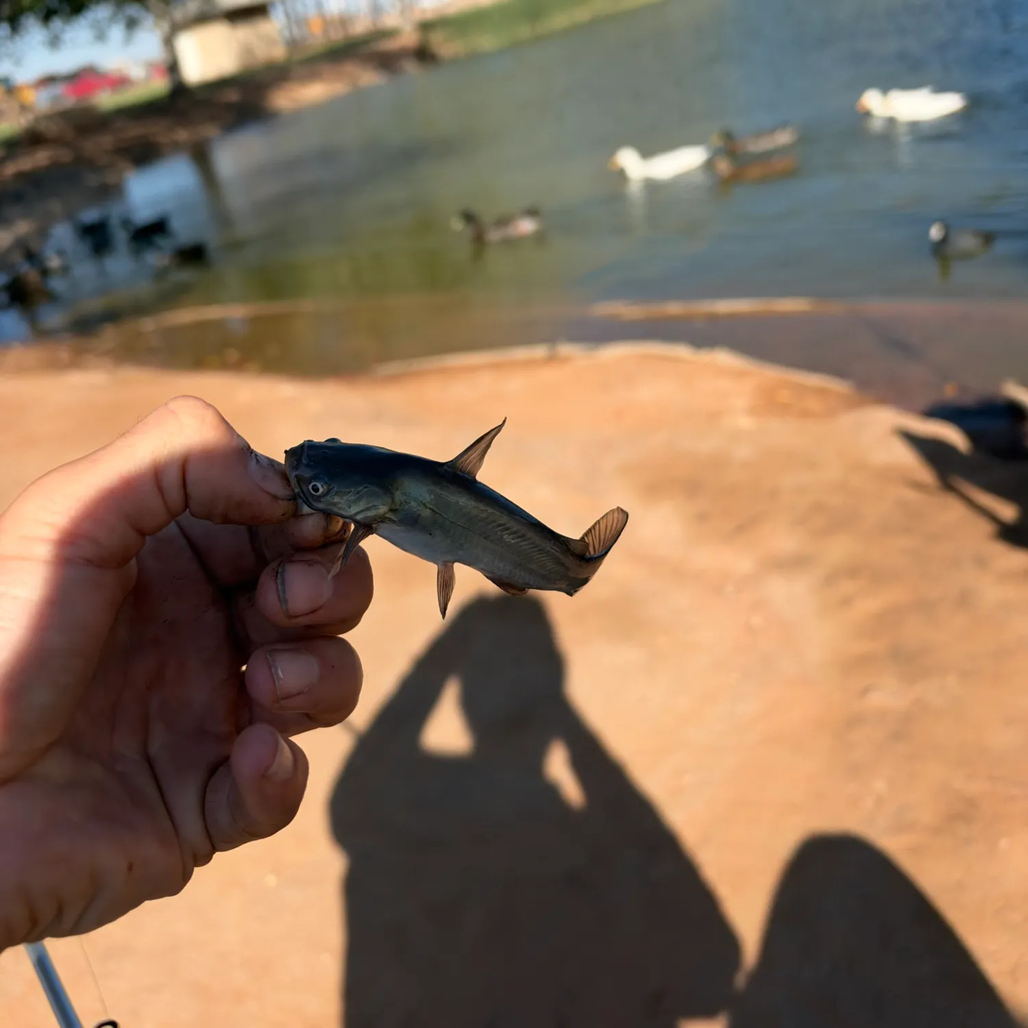 Black bullhead caught on Fishbrain