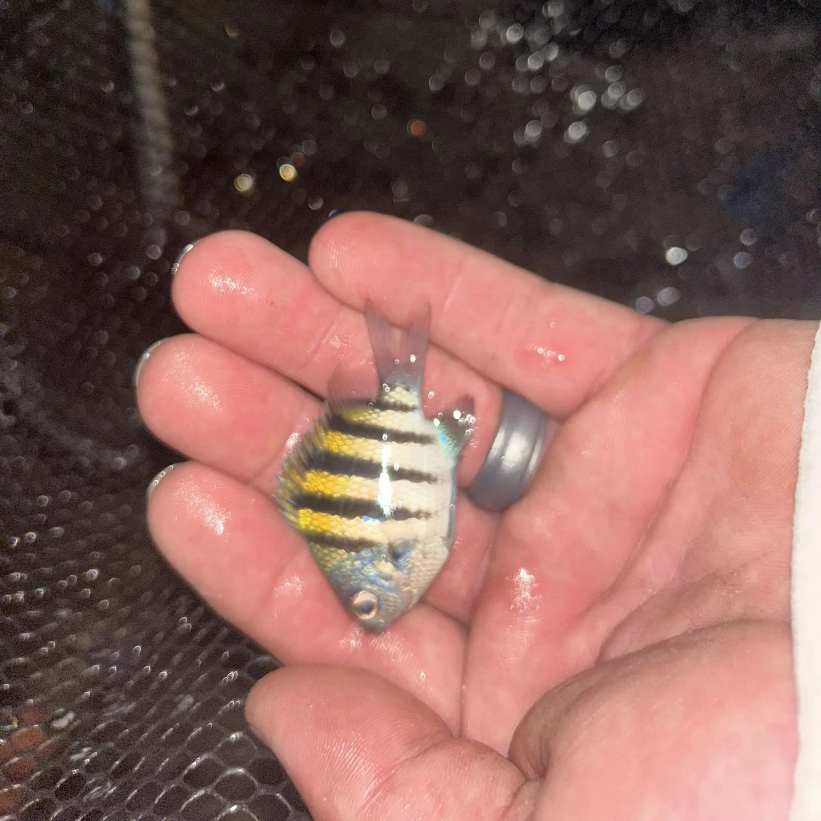 The most recent Hawaiian sergeant major catches on Fishbrain