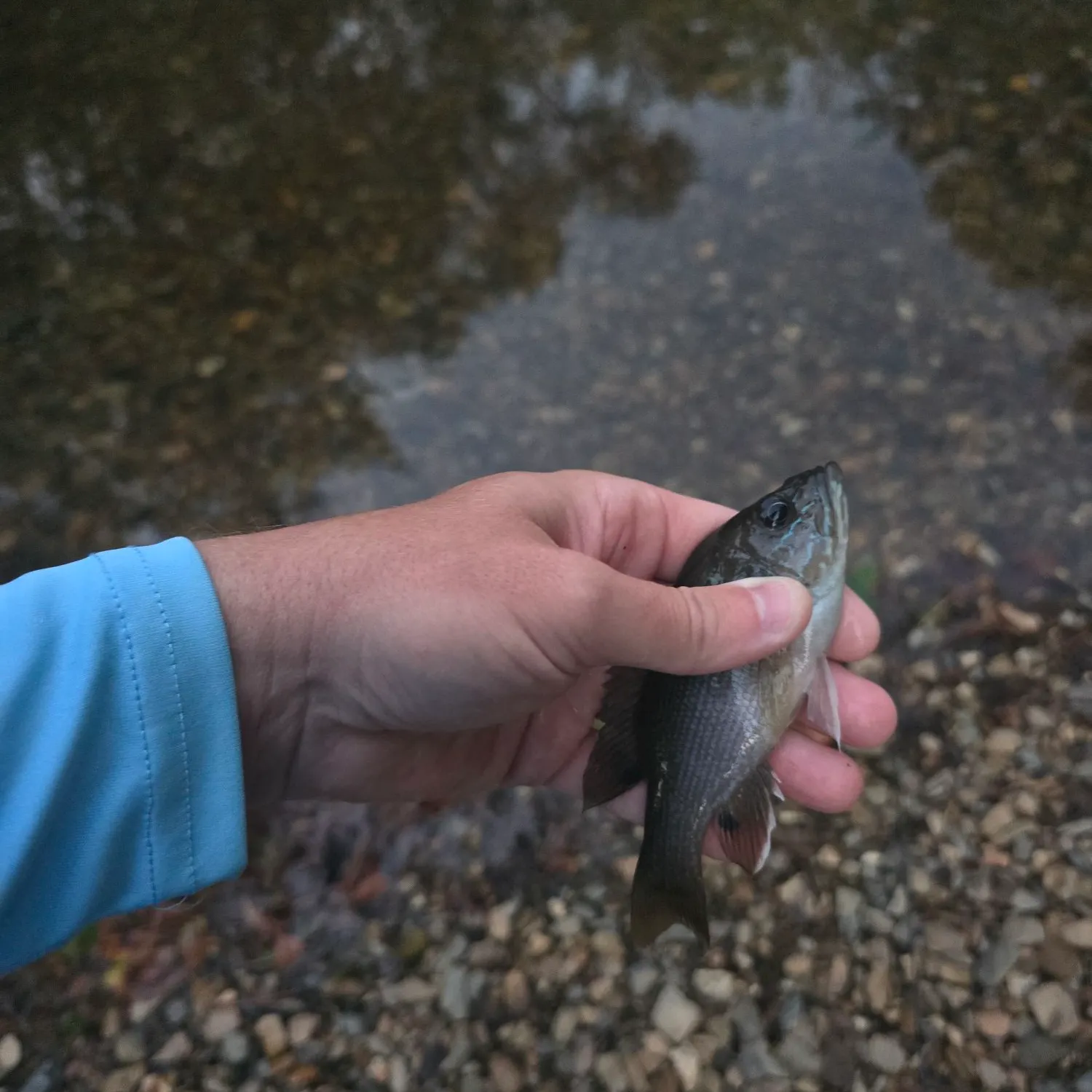 Green sunfish caught on Fishbrain