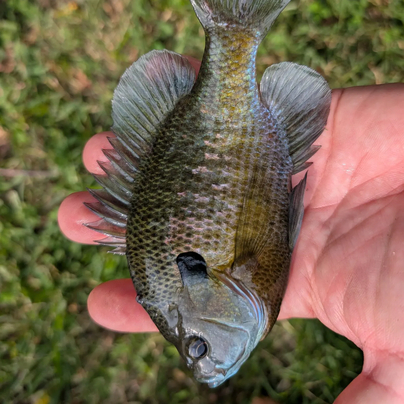 Bluegill caught on Fishbrain