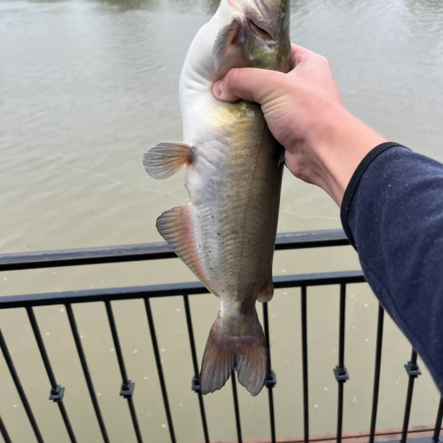 Channel catfish caught on Fishbrain