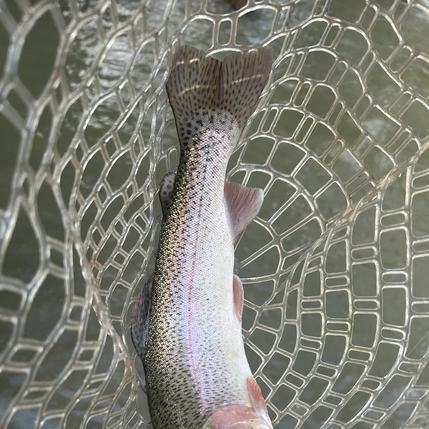Rainbow trout caught on Fishbrain