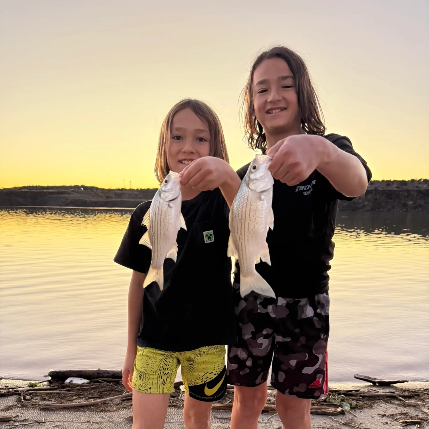 White bass caught on Fishbrain
