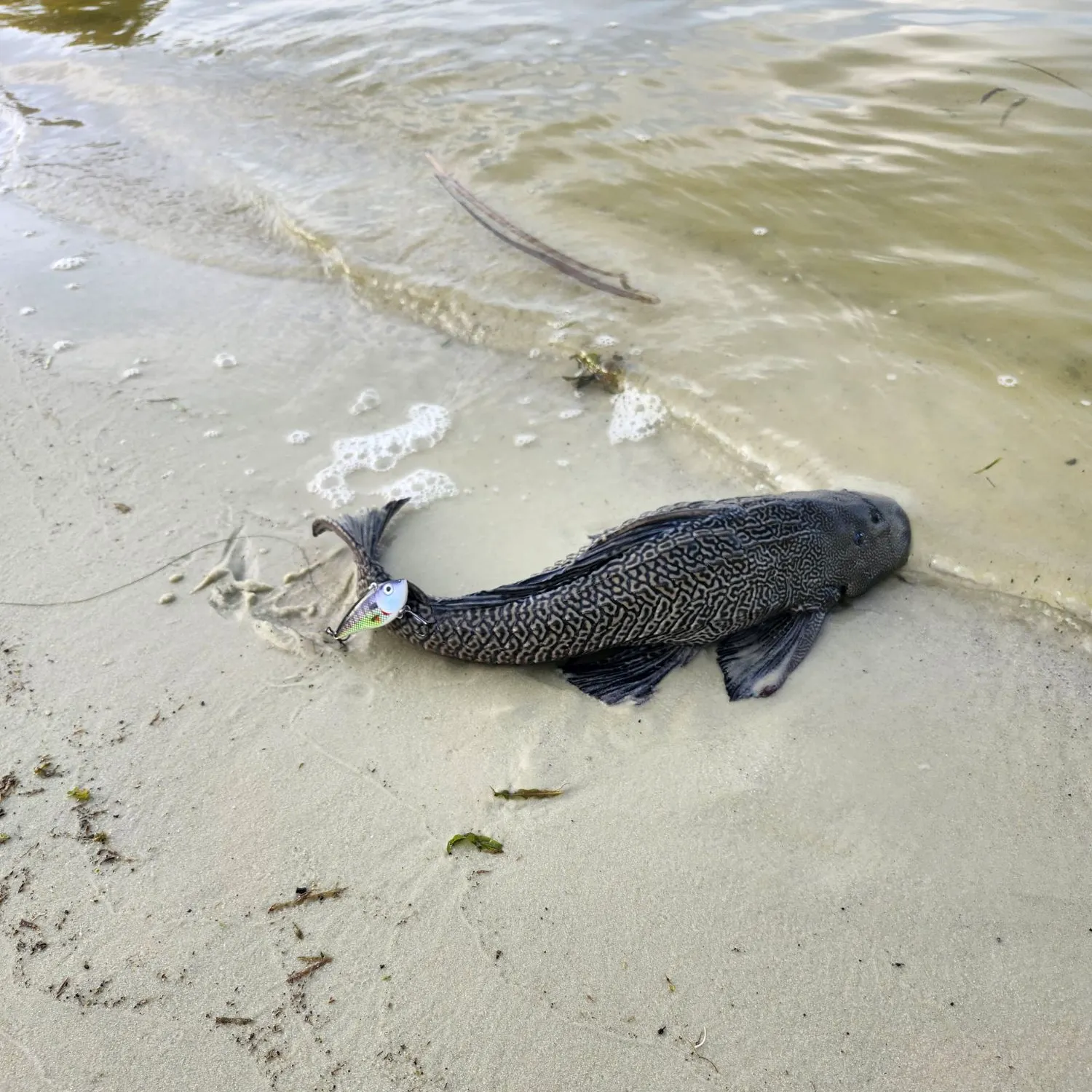 The most recent Suckermouth catfish catches on Fishbrain