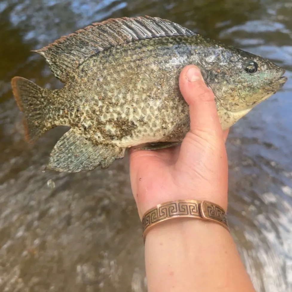 The most recent Golden perch catches on Fishbrain