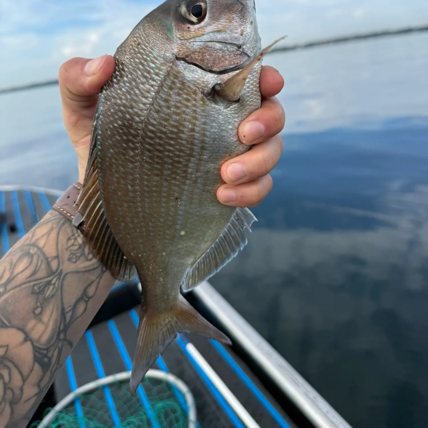 Scup caught on Fishbrain