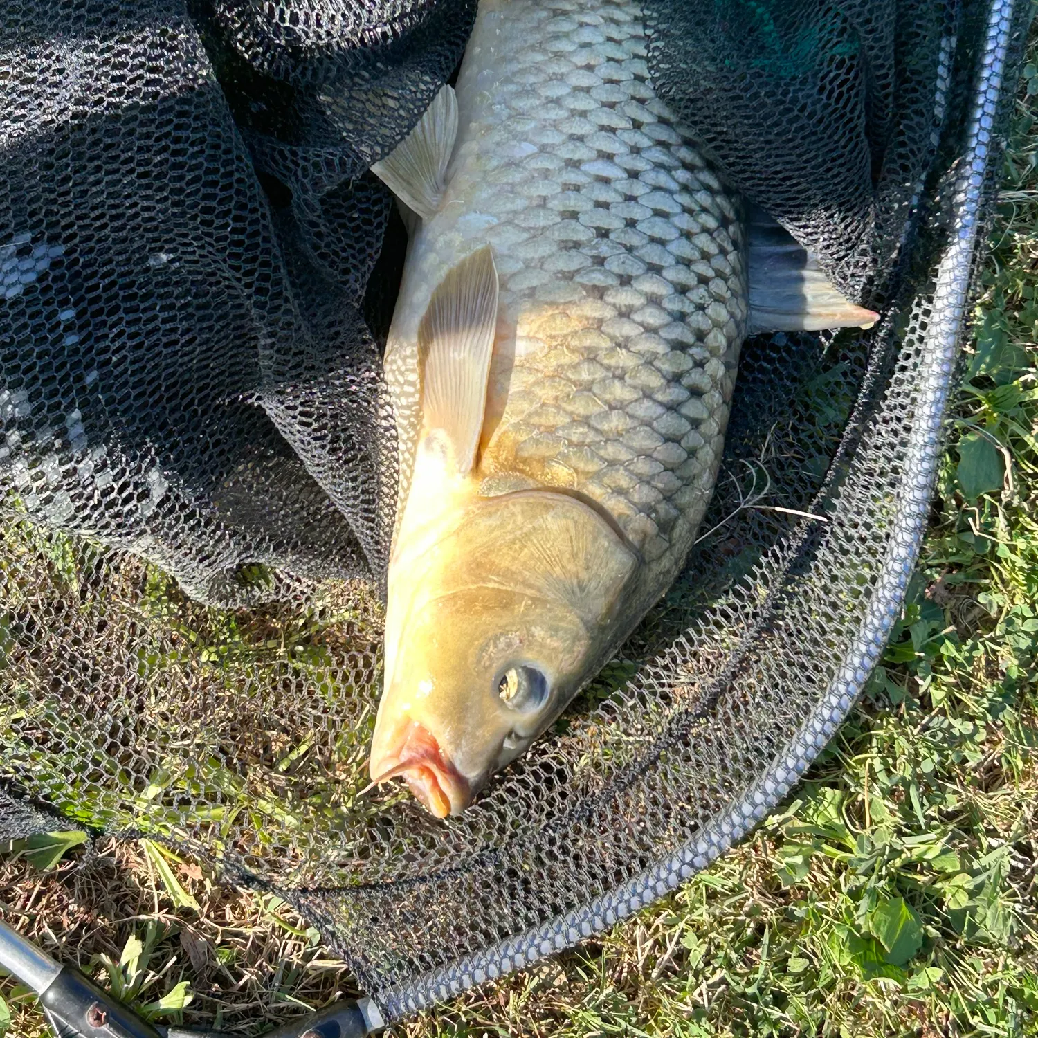 Common carp caught on Fishbrain